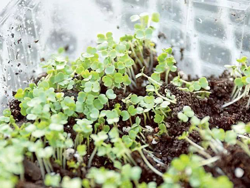 便攜式植物營養測定儀有什么用？