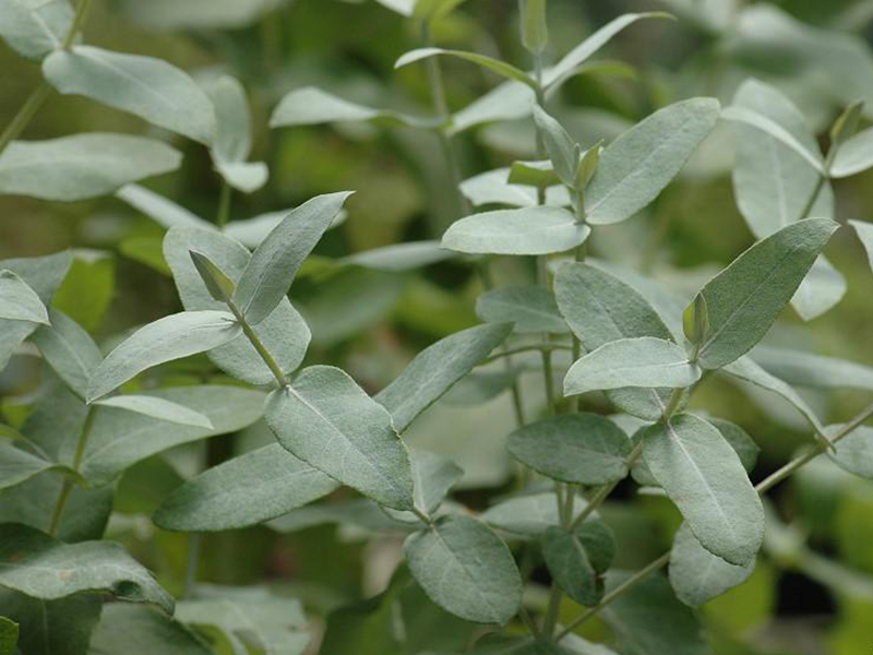 植物葉綠素測定儀的工作原理 植物葉綠素測定儀的工作原理