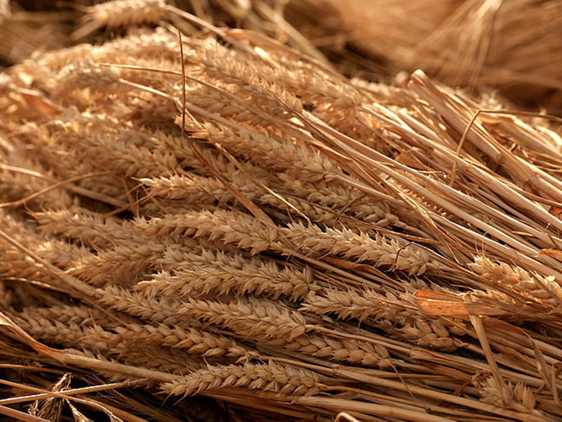 真菌毒素快速檢測儀可實現(xiàn)快速定量檢測 真菌毒素快速檢測儀可實現(xiàn)快速定量檢測