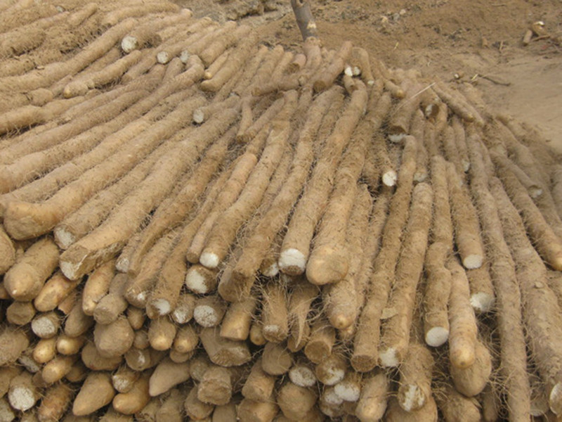 土壤養(yǎng)分檢測(cè)儀可輔助山藥種植 土壤養(yǎng)分檢測(cè)儀可輔助山藥種植