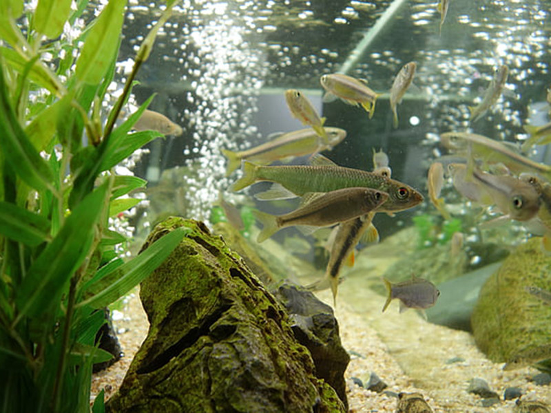 養魚水質不好怎么辦 養魚水質不好怎么辦