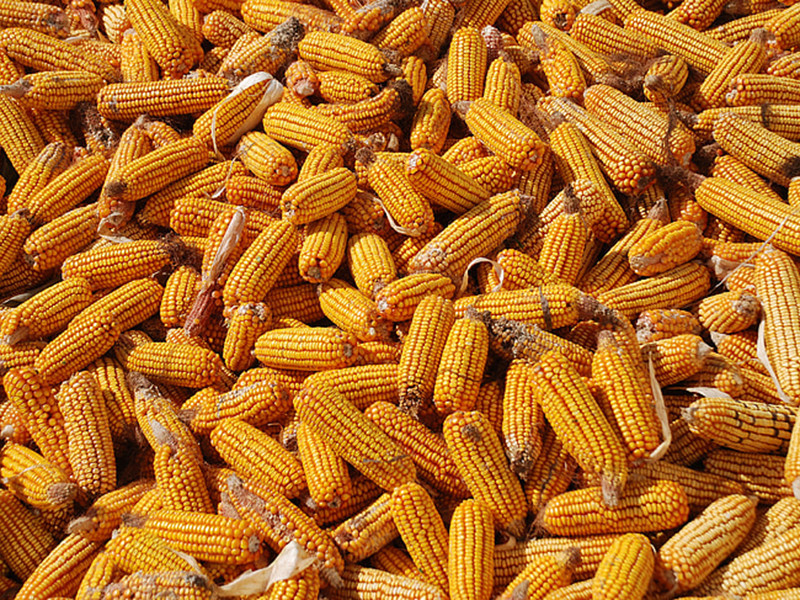 如何快速檢測黃曲霉毒素 如何快速檢測黃曲霉毒素