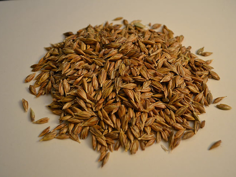 小麥嘔吐毒素怎么檢測(cè)