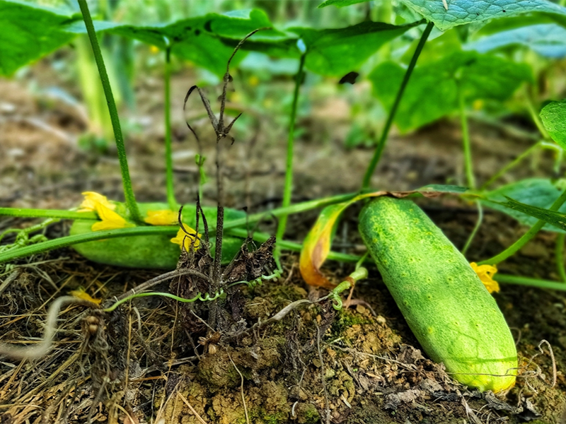 食品安全農藥殘留檢測儀作用 食品安全農藥殘留檢測儀作用