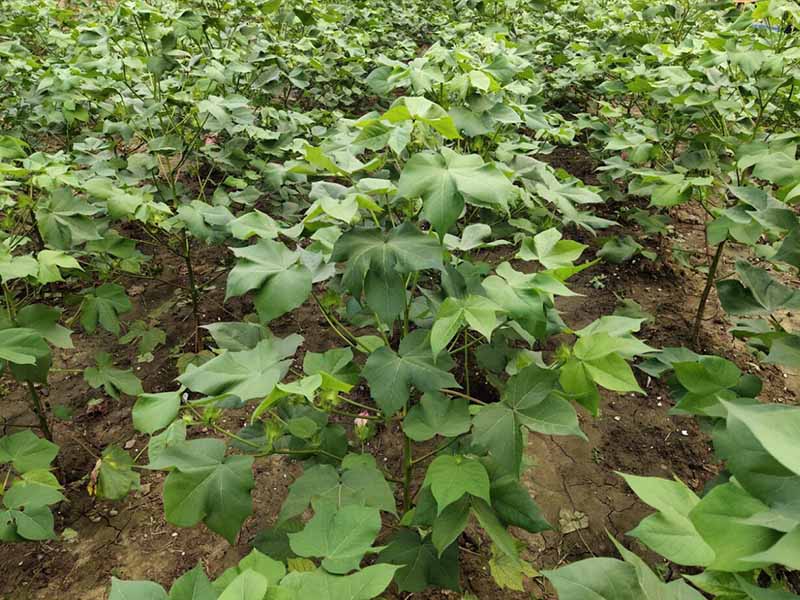 土壤有機質(zhì)測定方法 土壤有機質(zhì)測定方法