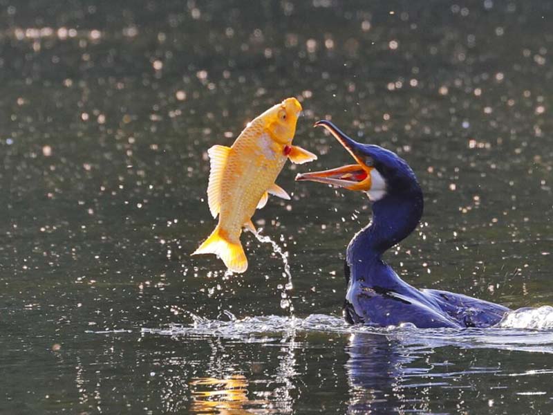 水產養殖常規水質指標的作用 水產養殖常規水質指標的作用
