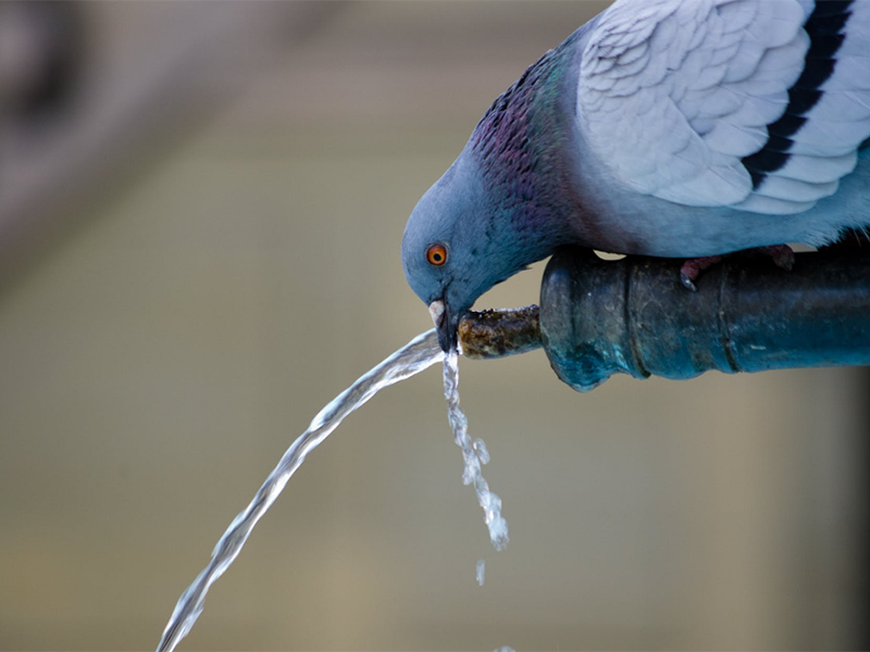 飲用水重金屬指標及限值（飲用水重金屬超標的危害）