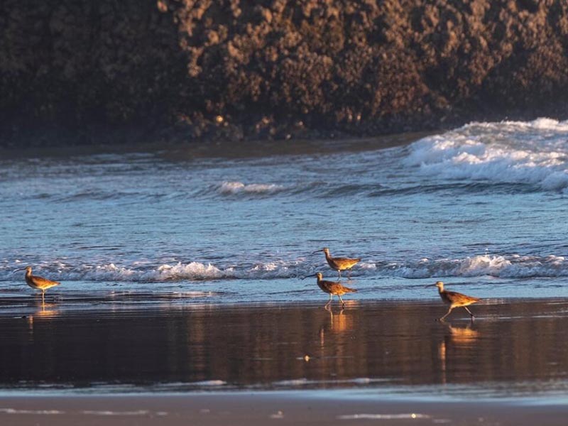 雨天溢流污水濃度高如何應對