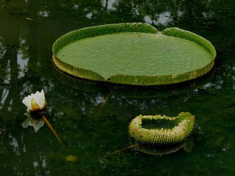 水源藻類爆發的原因