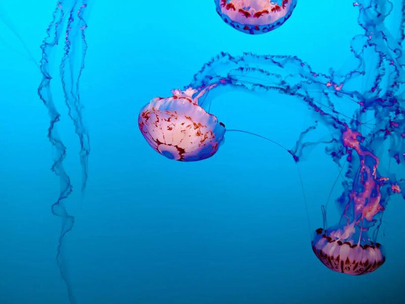 手持總磷檢測(cè)儀常見問題及解決方法