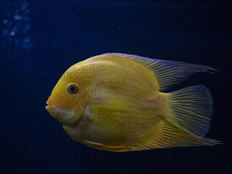 我國農獸藥殘留限量有哪些（禁限用農藥、禁停用獸藥有哪些）