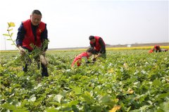 土壤養分速測儀助力農貿開展科學施肥