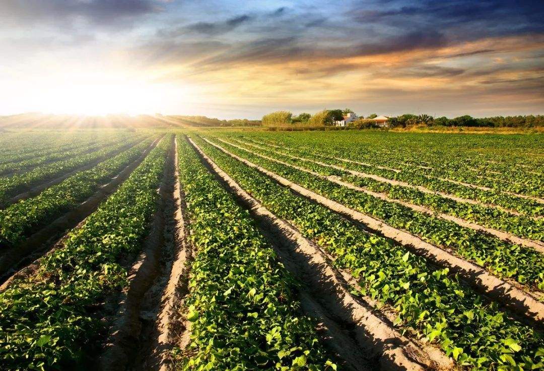 土壤肥料快速測試儀 土壤肥料快速測試儀