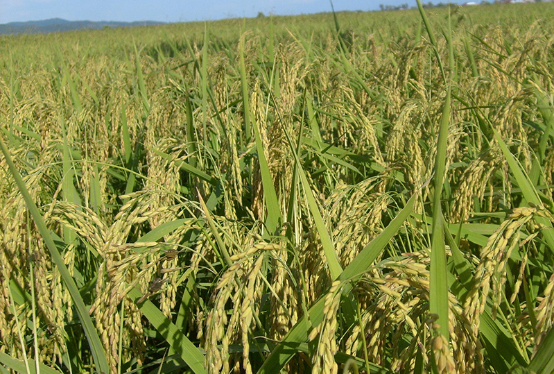 土壤養(yǎng)分測(cè)試儀 土壤養(yǎng)分測(cè)試儀