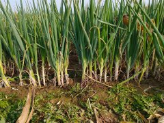 土壤測試儀協(xié)調(diào)作物生長和營養(yǎng)平衡