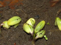 種子發(fā)芽箱廠家哪家好?