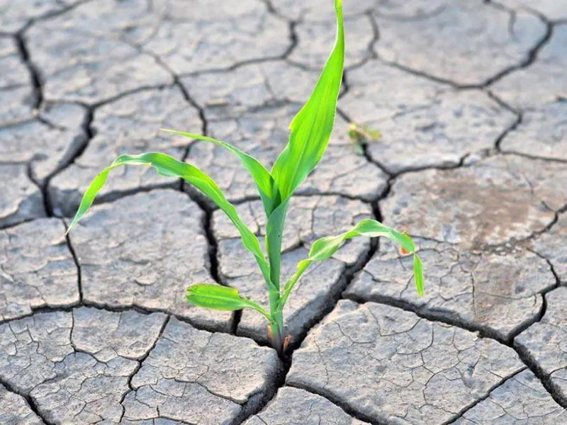 土壤鹽分速測儀 土壤鹽分速測儀