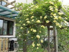 夏季在院子里種這種花，不僅好看還能驅蚊