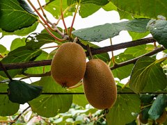 獼猴桃生長期間,補鈣是關(guān)鍵