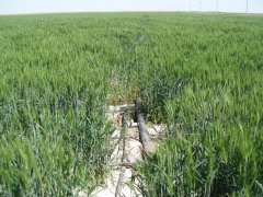 土壤鹽分速測儀，預防鹽堿地