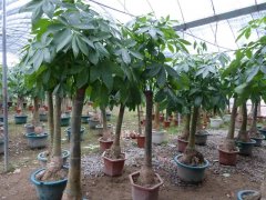 發(fā)財(cái)樹的生長需要哪些因素？