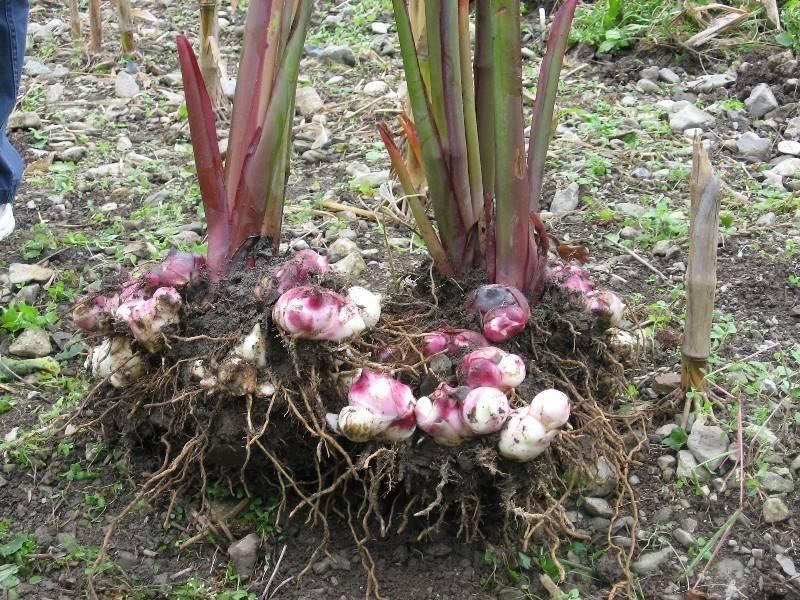 植物根系分析儀，用于根系形態和構造研究